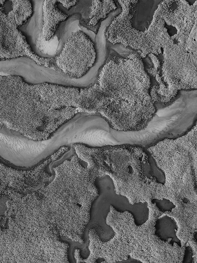 Aerial view of a mangrove